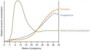 تغییرات هورمونی در حاملگی