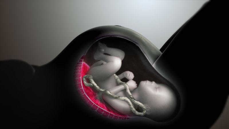 جنین درون شکم مادر